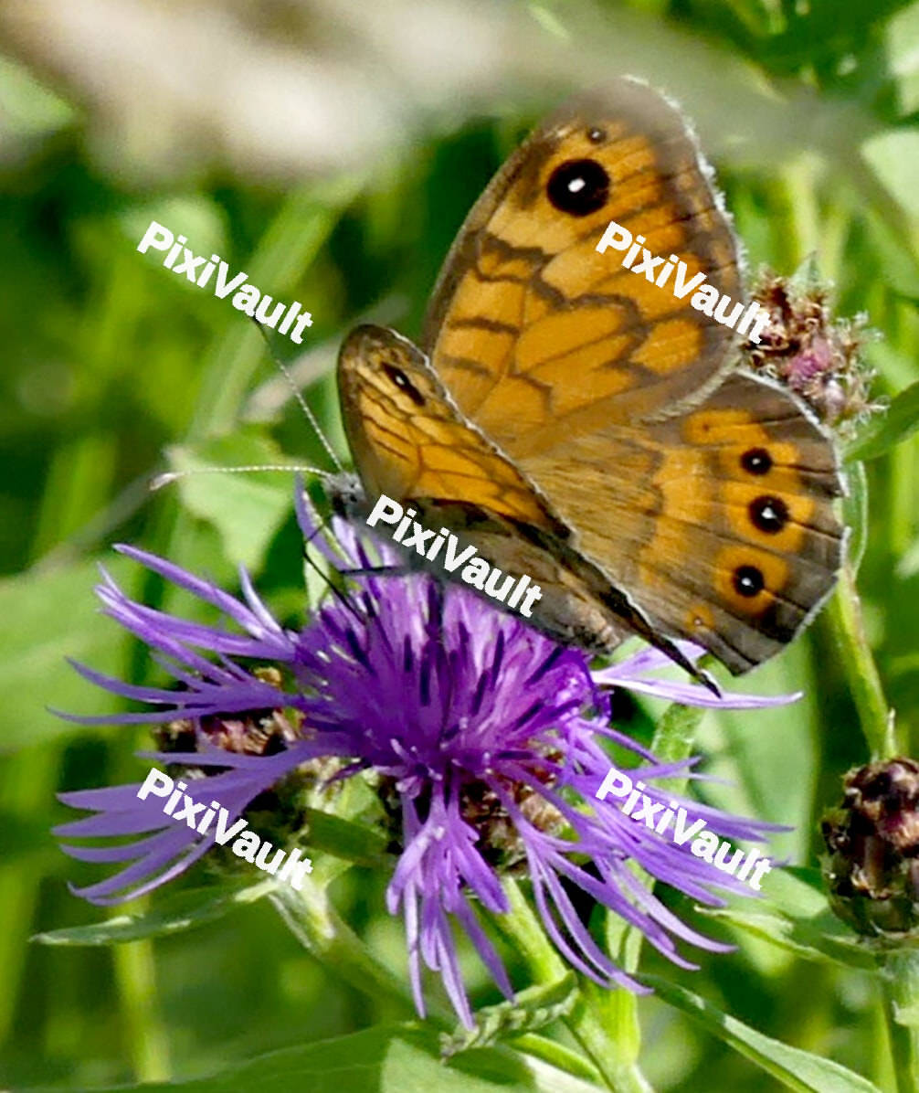 Brown Butterfly